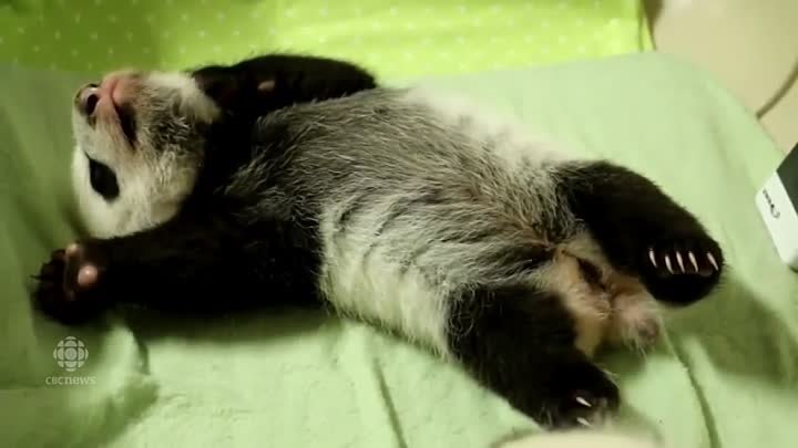 Пробуждение маленького панда