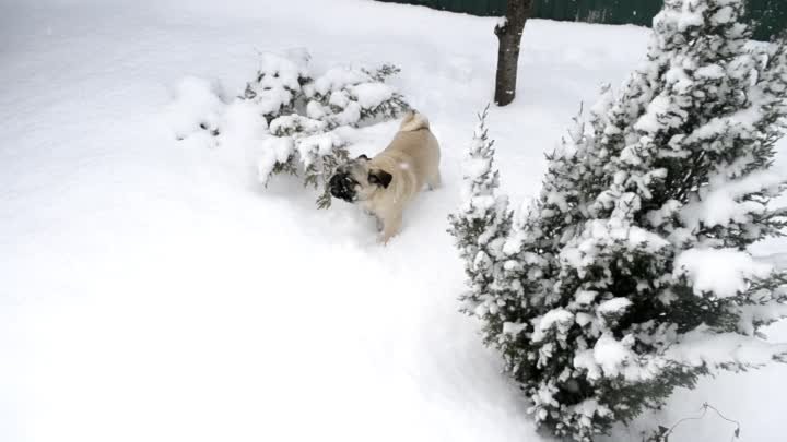Мопсик и его первый снег