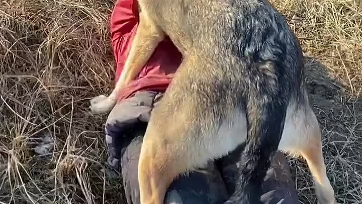 нападение собак в приюте