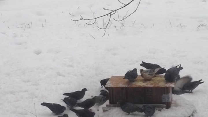 Сделайте мир добрее.  Покормите птиц  зимой