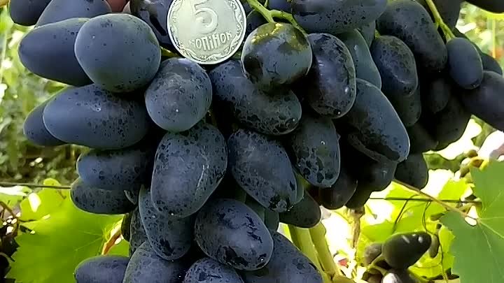 Ультраранний виноград АТОС