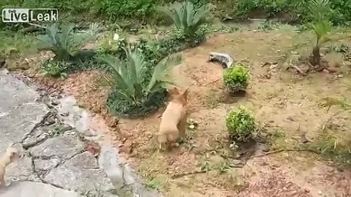 Собака против ящерицы.