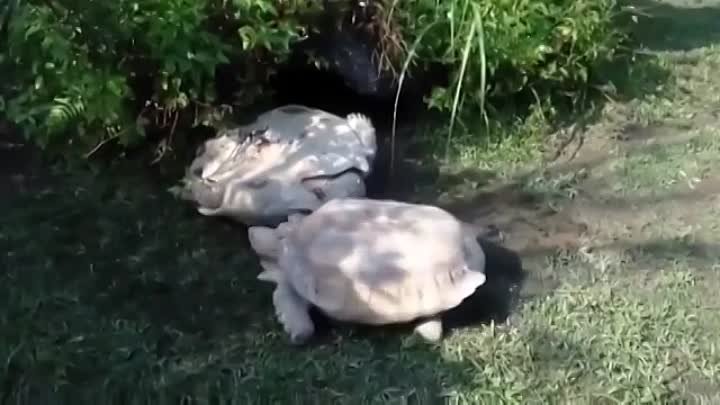 Черепаха пришла на помощь перевернувшемуся товарищу