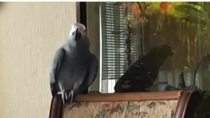 Свободу попугаям