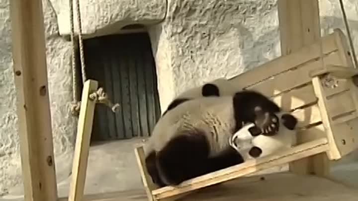 милейшие панды