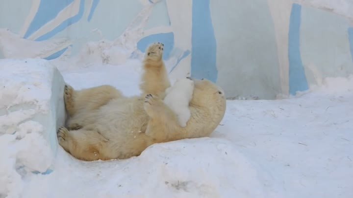 Налюбоваться на это чудо невозможно! Какие милые! Особенно малышок!