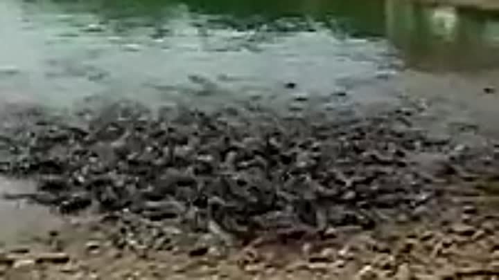 Рыбы «выходят» из пруда
