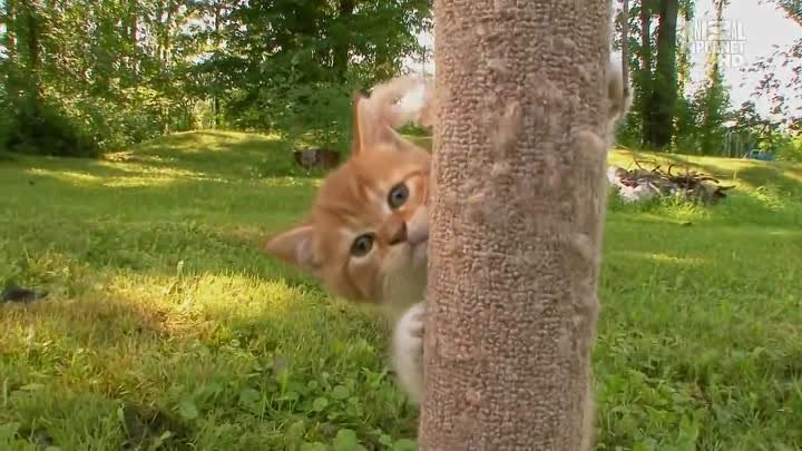 2015-12-20 [You Tube] Шотландская вислоухая кошка (скоттиш фолд) опи ...