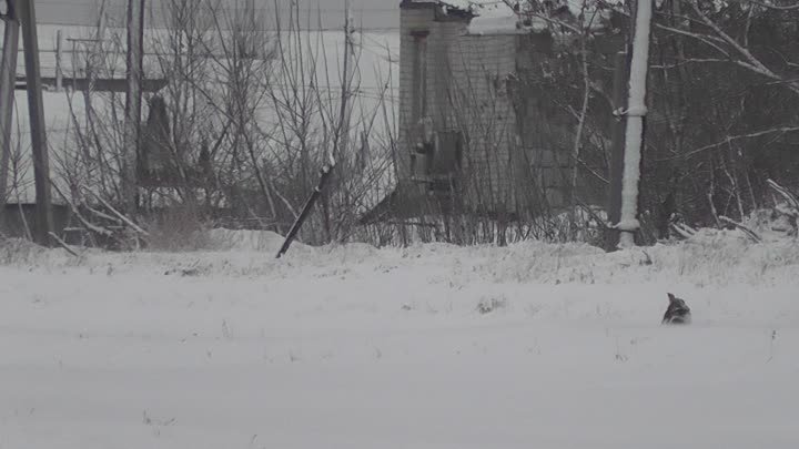 На тренировку  РПБ прибежал заяц. Барнаульский ипподром 6 декабря.