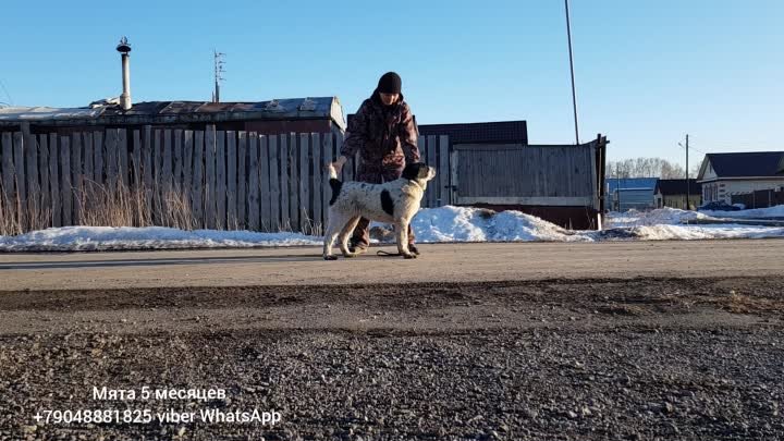 МЯТА сука свободна 5 месяцев, очень классный характер, мягкая, покла ...