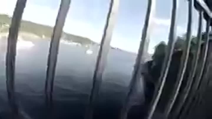 Спрыгнул с моста и увиделся с акулой. Очень страшно.
