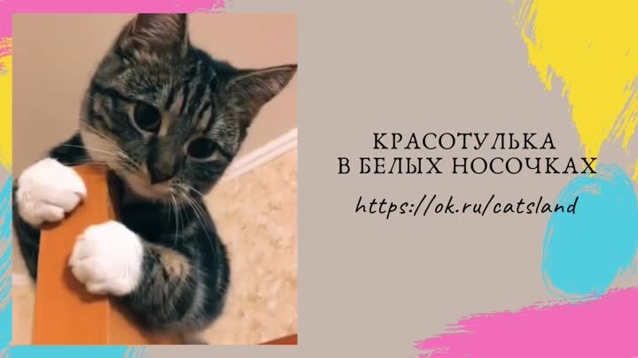 Красотулька в белых носочках