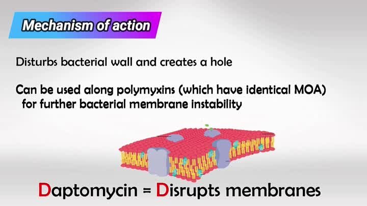 Usmle Videos - (dratef.net) Daptomycin ( medical.shoppingdealer.com )