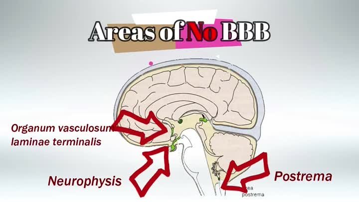 Usmle Videos - (dratef.net) Blood Brain Barrier ( medical.shoppingdealer.com )