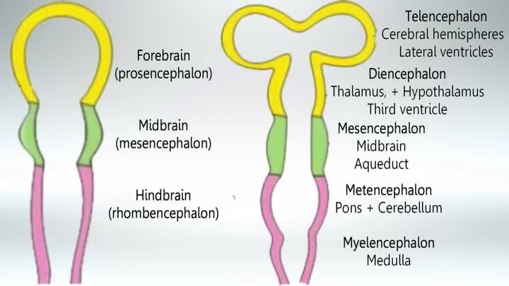 Usmle Videos - (dratef.net) Diencephalon, Mesencephalon, Telencephalon, Prosencephalon, Mesencephalon, and Rrhombencephalon ( medical.shoppingdealer.com )