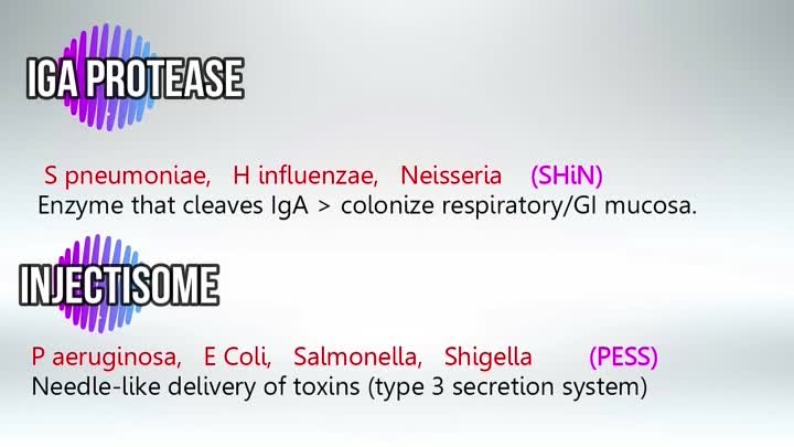 Usmle Videos - (dratef.net) Bacterial Virulence Factors ( K Capsule, Injectisome, Serpentine Cord, Sulfatides, and Protein A) ( medical.shoppingdealer.com )