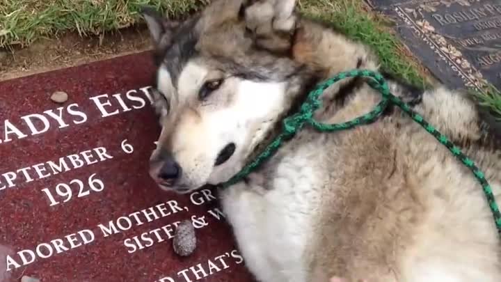 Трогательное видео. Пес оплакивает своего хозяина на его могиле.