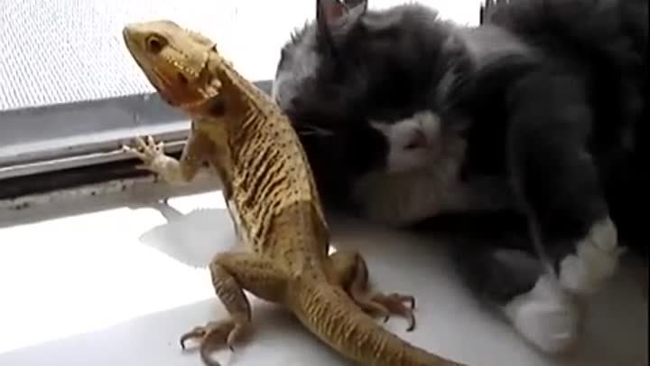 Кошка любит бородатого дракона