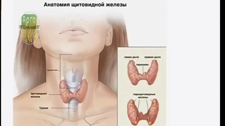 В какой полости расположена щитовидная железа. Щитовидная железа анатомия. Железы щитовидной железы. Проекция щитовидной железы.