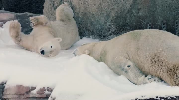 Polar Bears Play in Snow at the San Diego Zoo