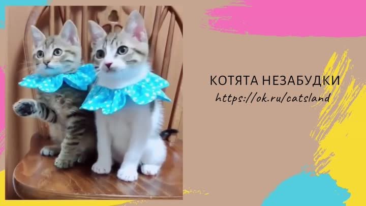 Котята - незабудки