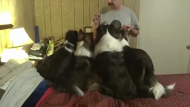 Dog Switches Places in Treat Line to Get Extra