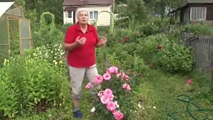 Как вырастить шикарные розы - Школа цветоводства и садоводства