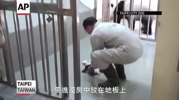 Крошечная панда впервые встречается со своей мамой