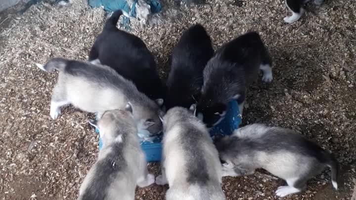 Предлогаются к продаже щенки сибирской хаски дата рождения 21.04.202 ...