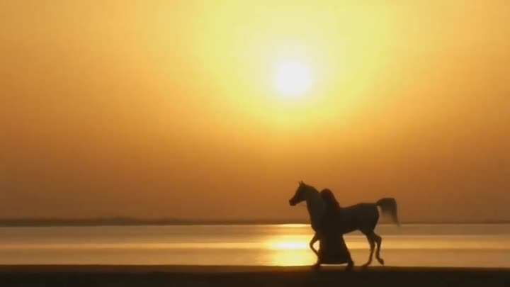 Арабские Лошади пустыни - Arabian Horses in desert! Арабские Скакуны ...