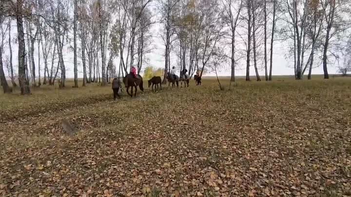 конная прогулка