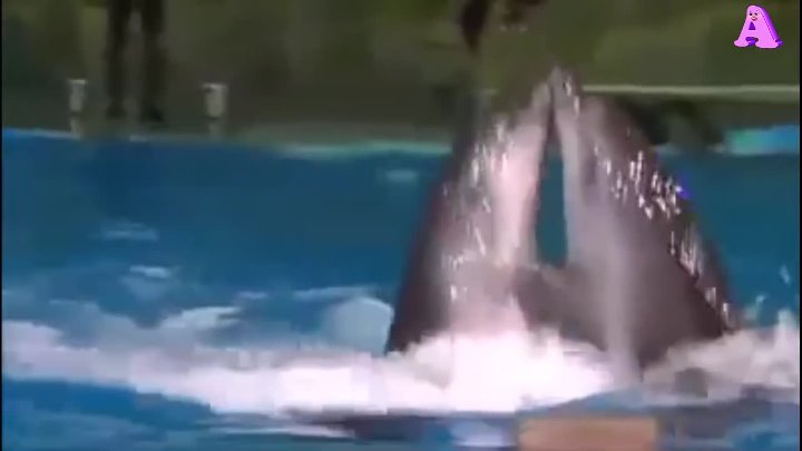 Песня танец дельфинов. Дельфины танцуют. Танцы дельфинов. Дельфины танцуют ламбаду. Танцы с дельфинами клип.
