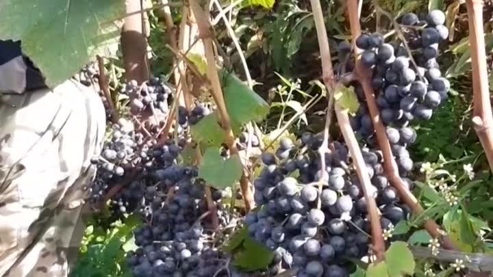 Виноград кишмиш уникальный