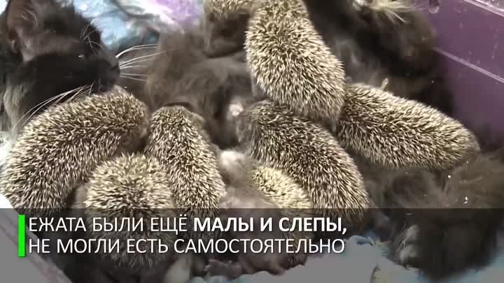 Мама Муся  кошка усыновила восьмерых ёжиков-сирот