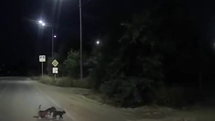 Коты перевели пса через дорогу