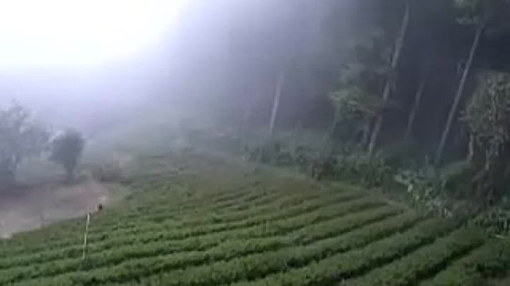 Как чай встречается с облаками Син Чжу. Формоза-Чай