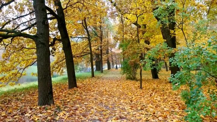 Золотая осень. Екатерининский парк. Царское село. Golden autumn. Cat ...