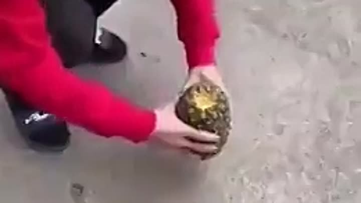 Как открыть ананас