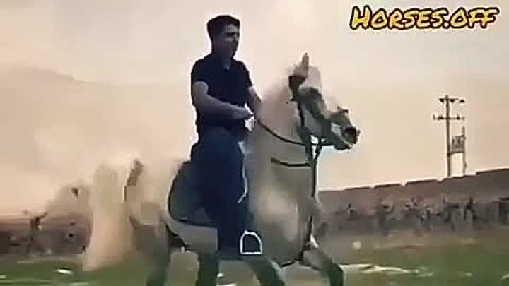 Лошадь танцует лезгинку👍Это просто класс👍👍👍