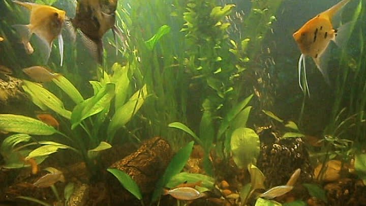 Ш-002. Мой аквариум,г.Шадринск
