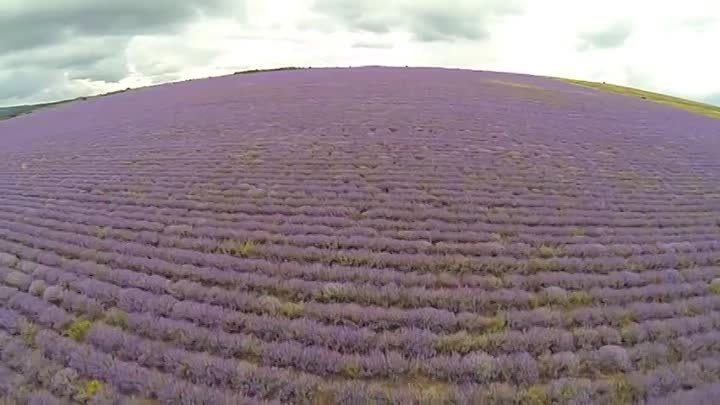 Лавандовые поля в Крыму &#127806-