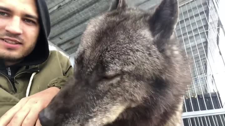 Самый большой волк на планете, The biggest wolf on the planet, Канадский волк, волк, крупный волк.mp4