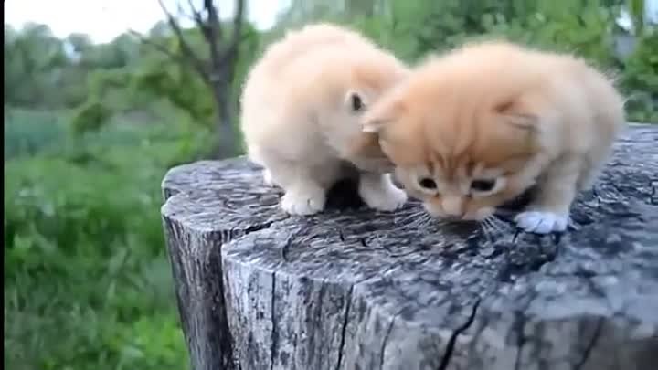 Милые котята, маленькие крохи. Умилительное видео