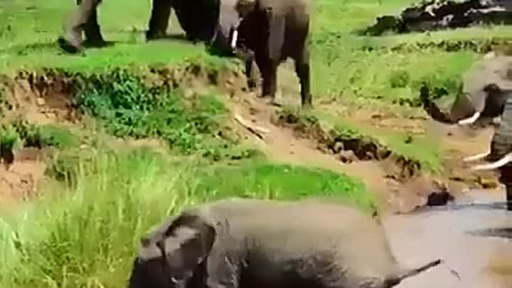Спасение слоненка.