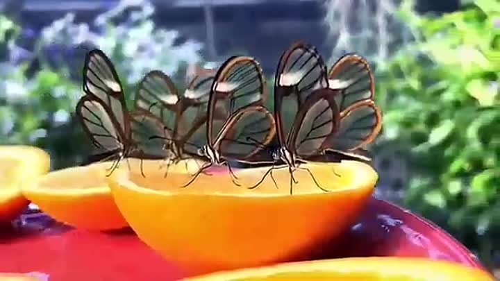 Бабочка «Espejitos», что переводится как «маленькие зеркала».