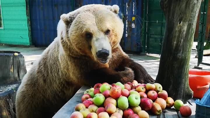 Хотите быть сильными и здоровыми, как медведь?