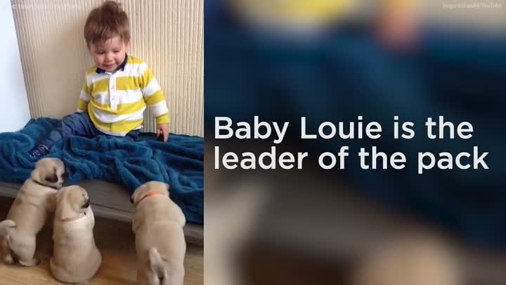 Adorable litter of pugs follows baby around house
