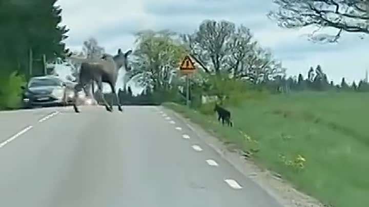 Самое трогательное видео года вам для настроения! Мамы они такие