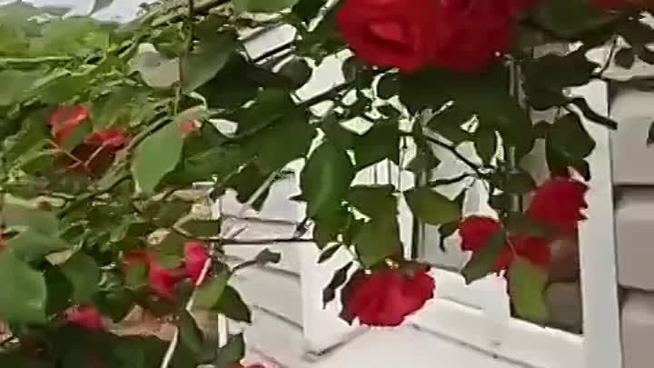 100% способ размножения роз