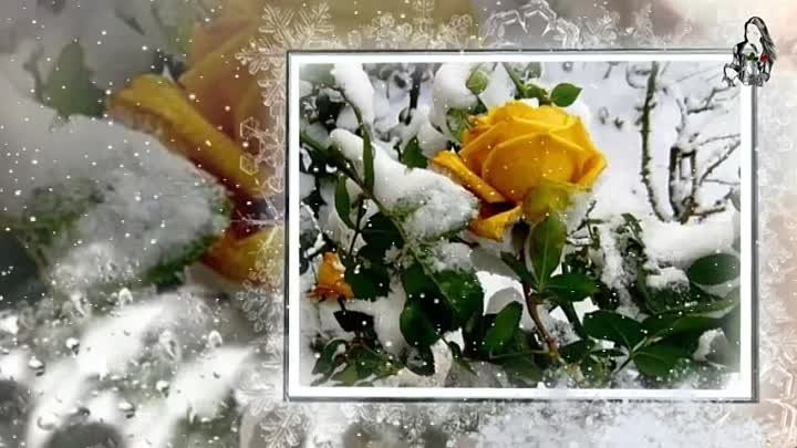 Розы на снегу...Зимняя сказка